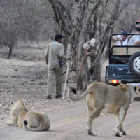 Jeep Safari-Gujarat