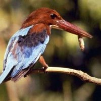 Species of Birds, Bharatpur