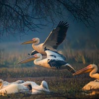 Bharatpur Bird Sanctuary