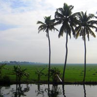 Rice Bowl of India Chhattisgarh