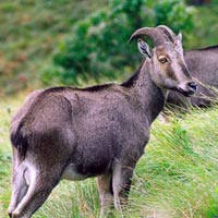 Nilgiri Tahr Eravikulam