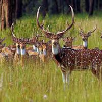 Ranthambore Chinkara