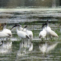 Sultanpur Bird Sanctuary