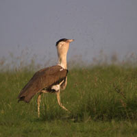 Great Indian Bustard