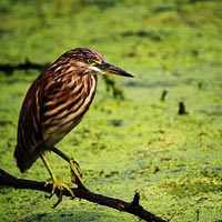 Bharatpur Bird Sanctuary