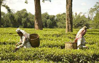 Himachal Pradesh Adventure Sports