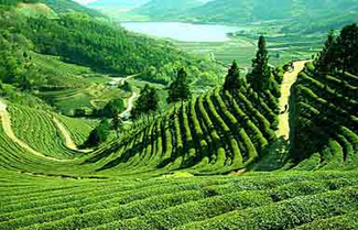 Darjeeling Tea Gardens