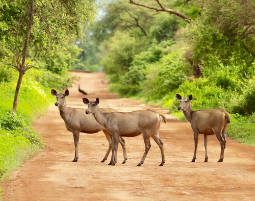Colorful Rajasthan Heritage Tour