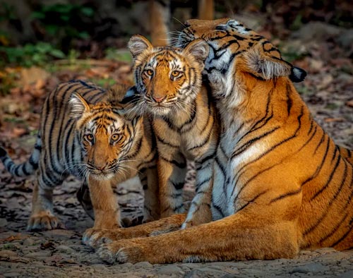 Golden Triangle With Corbett Tour