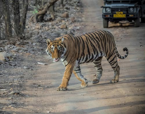 Rajasthan Wildlife and Goa Tour